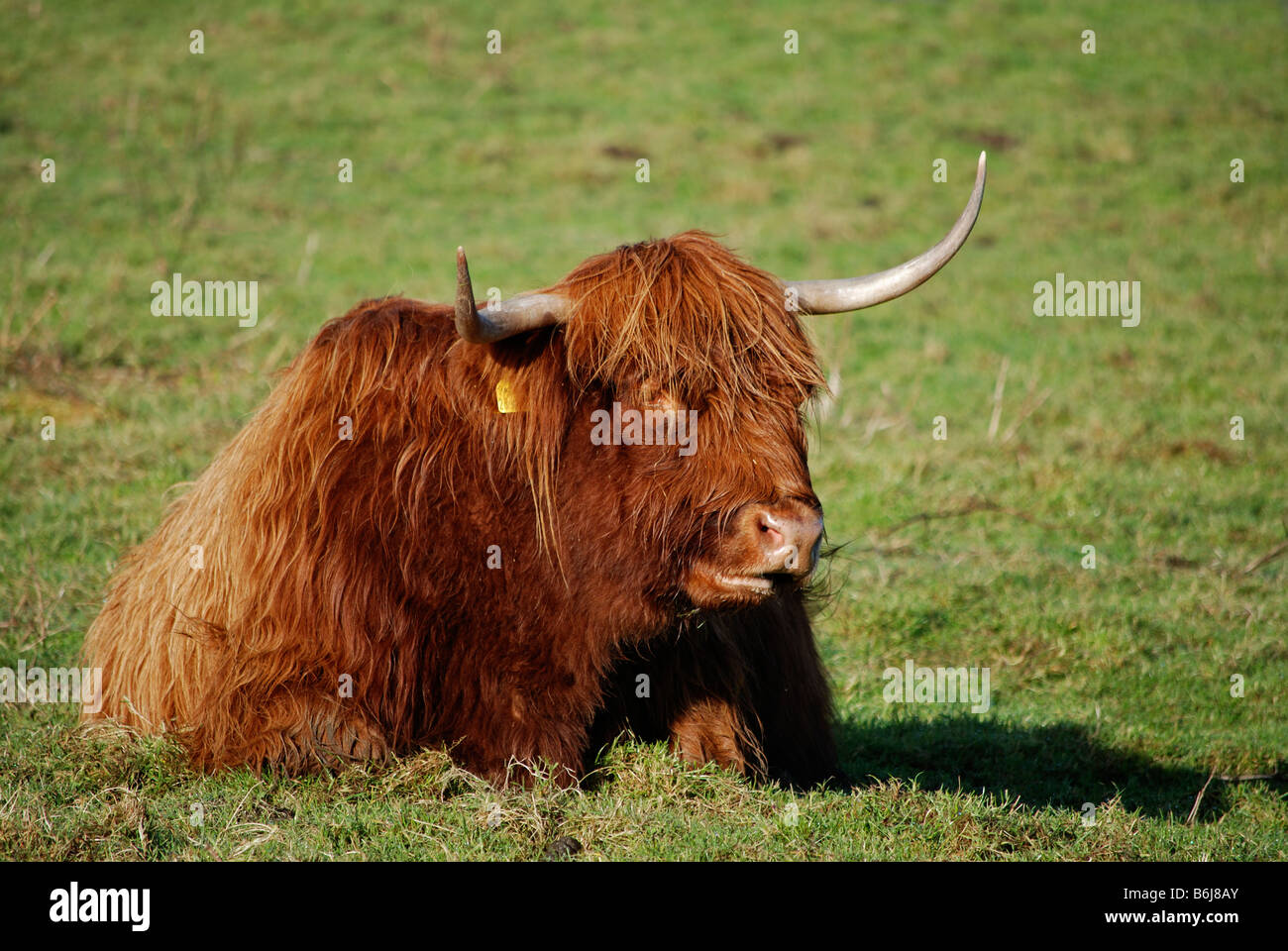 Un highland ganado acostado Foto de stock