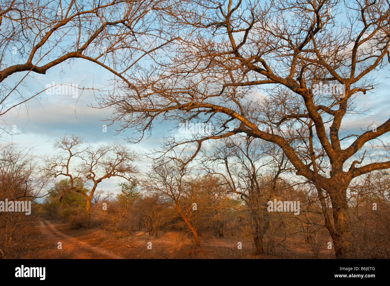 Tierra roja savanne SABANA SUR-ÁFRICA bush paisaje boscoso Sudáfrica acacia off road moguls árboles de acacia robinia Foto de stock