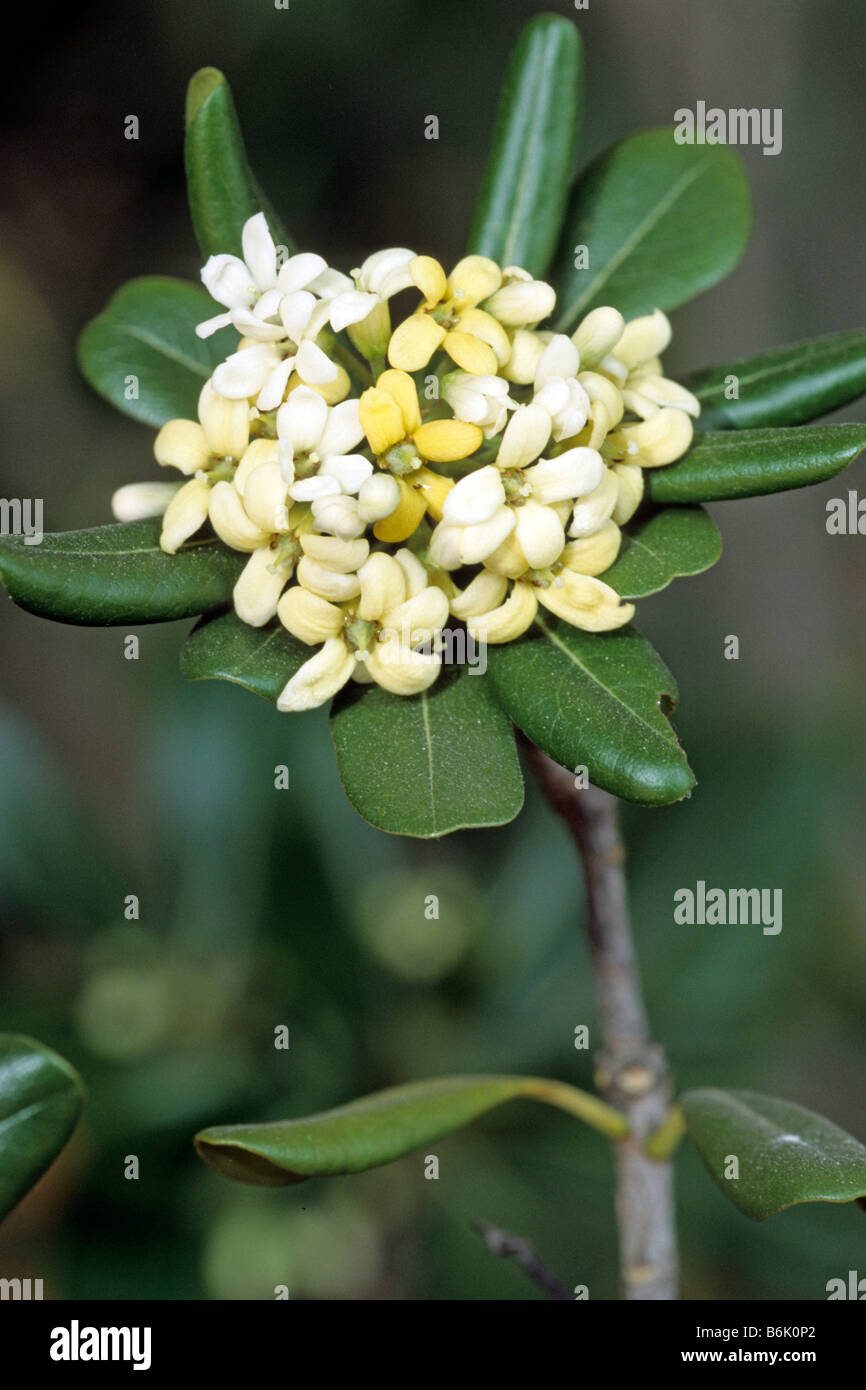 Karo (Pittosporum crassifolium), floración, twig Foto de stock