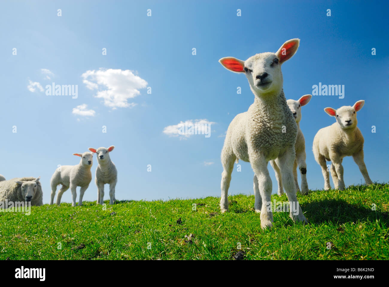 Cute corderos en la primavera de Holanda Holanda Foto de stock