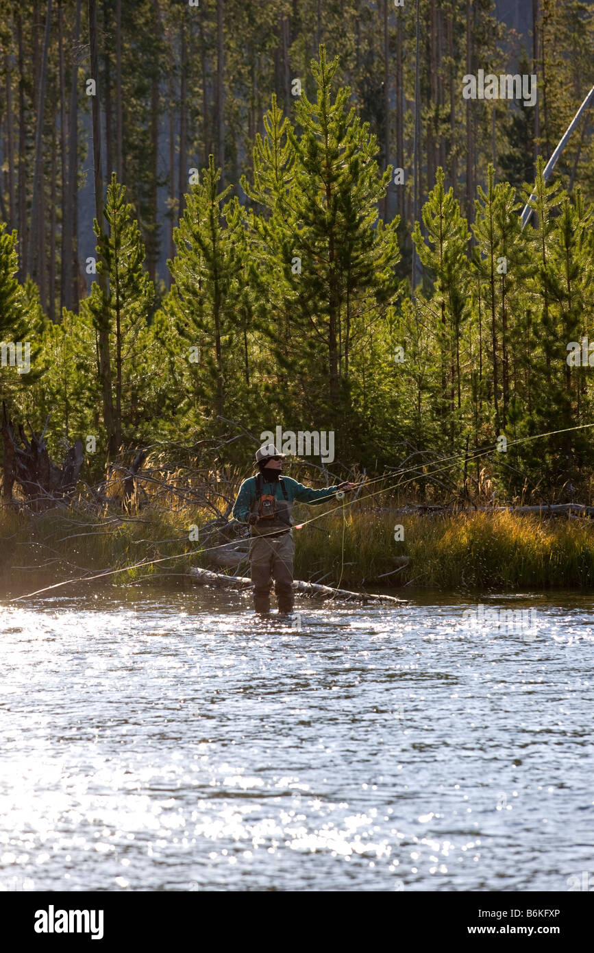Temprano en la mañana la vista de pescador con mosca, Madison River, Parque Nacional Yellowstone, Wyoming, EE.UU. Foto de stock