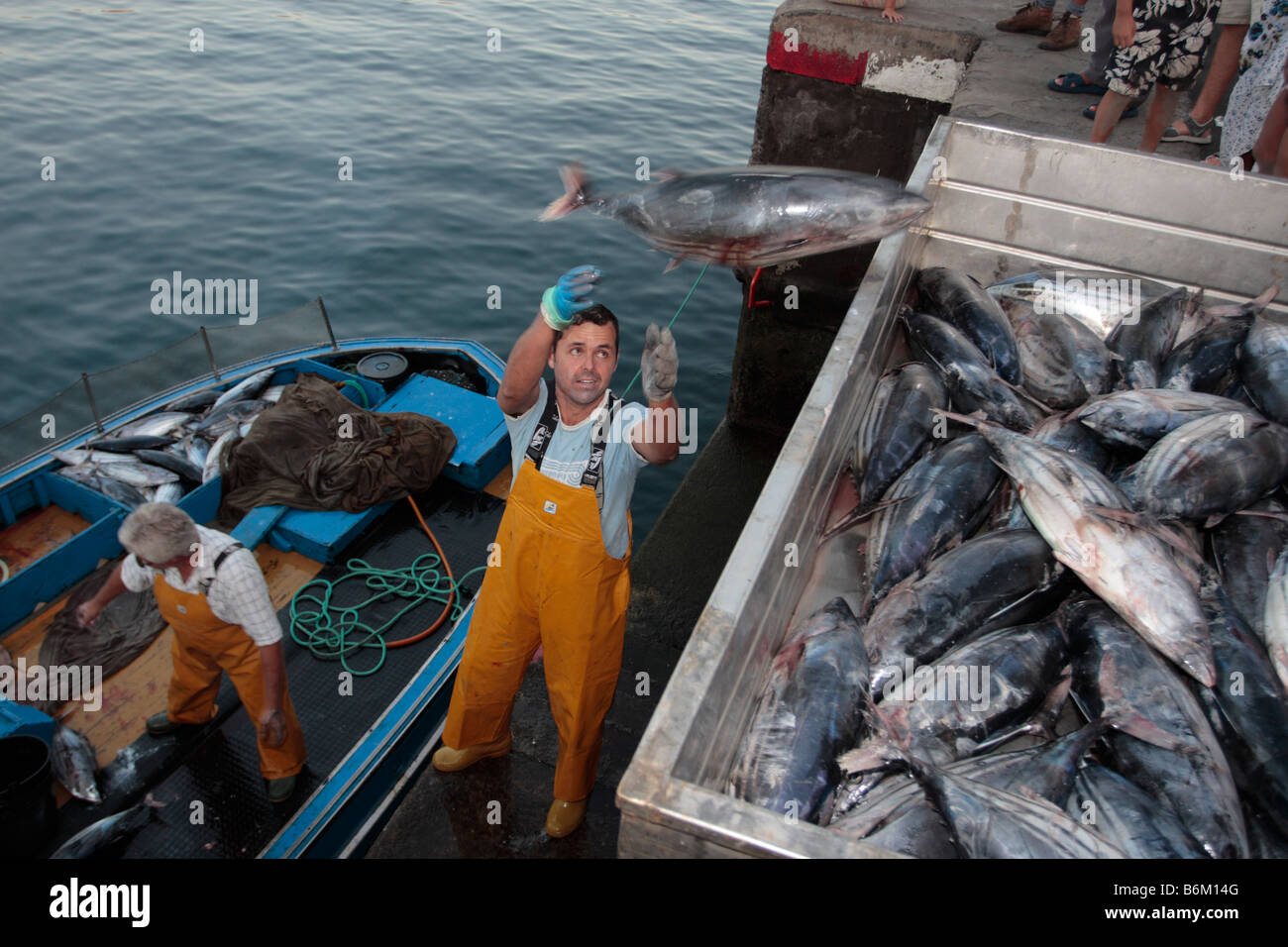 Un pescador lanza Bonito desde su barco en una caja en el muelle en Playa San Juan Tenerife Islas Canarias Foto de stock