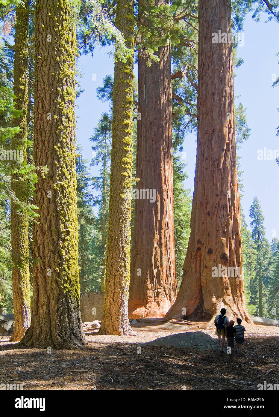 Secoyas y familia, Sequoia National Park, California, EE.UU. Foto de stock