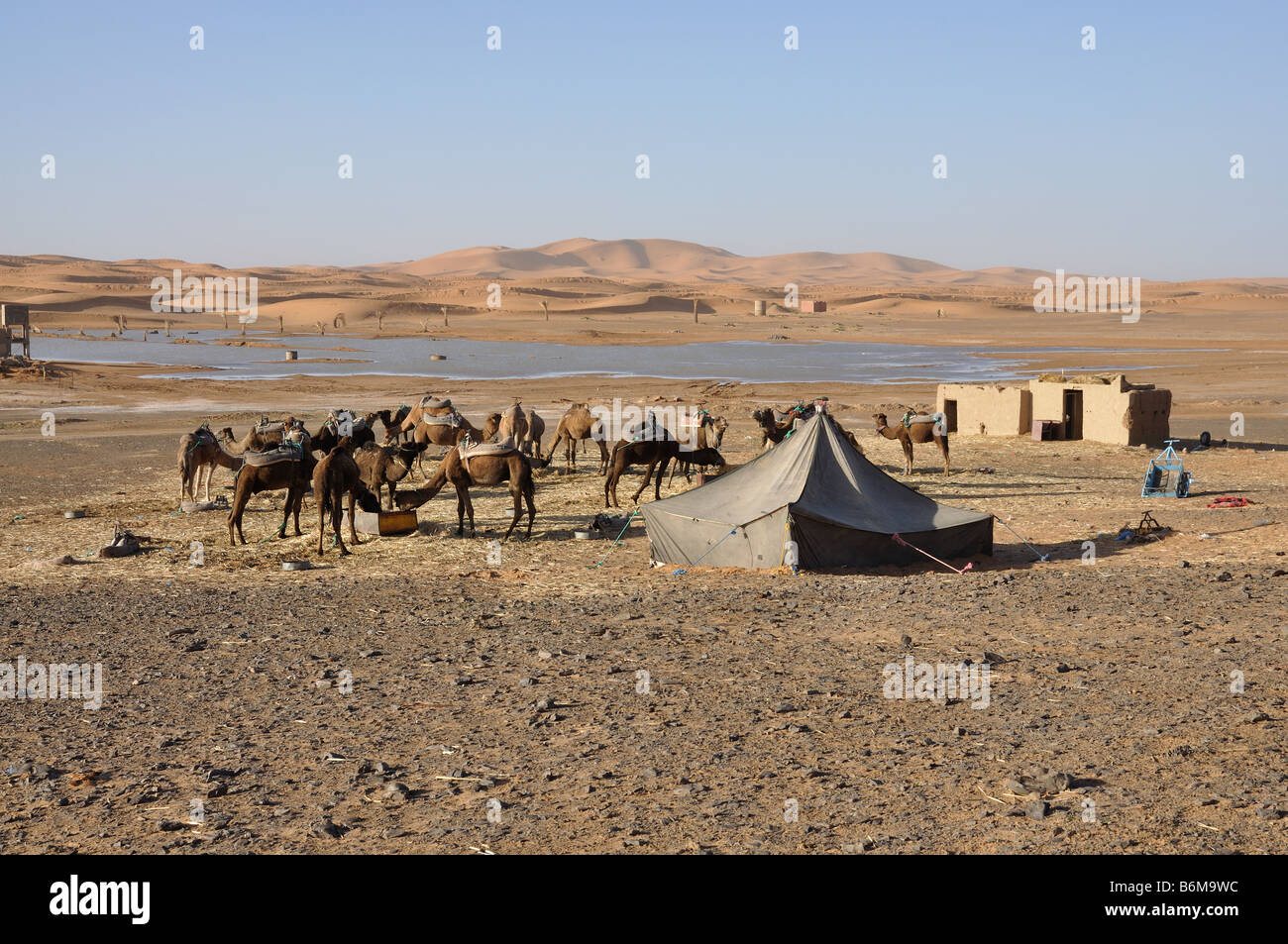 Los camellos se alimentan en el oasis, el desierto del Sahara Marruecos Africa Foto de stock