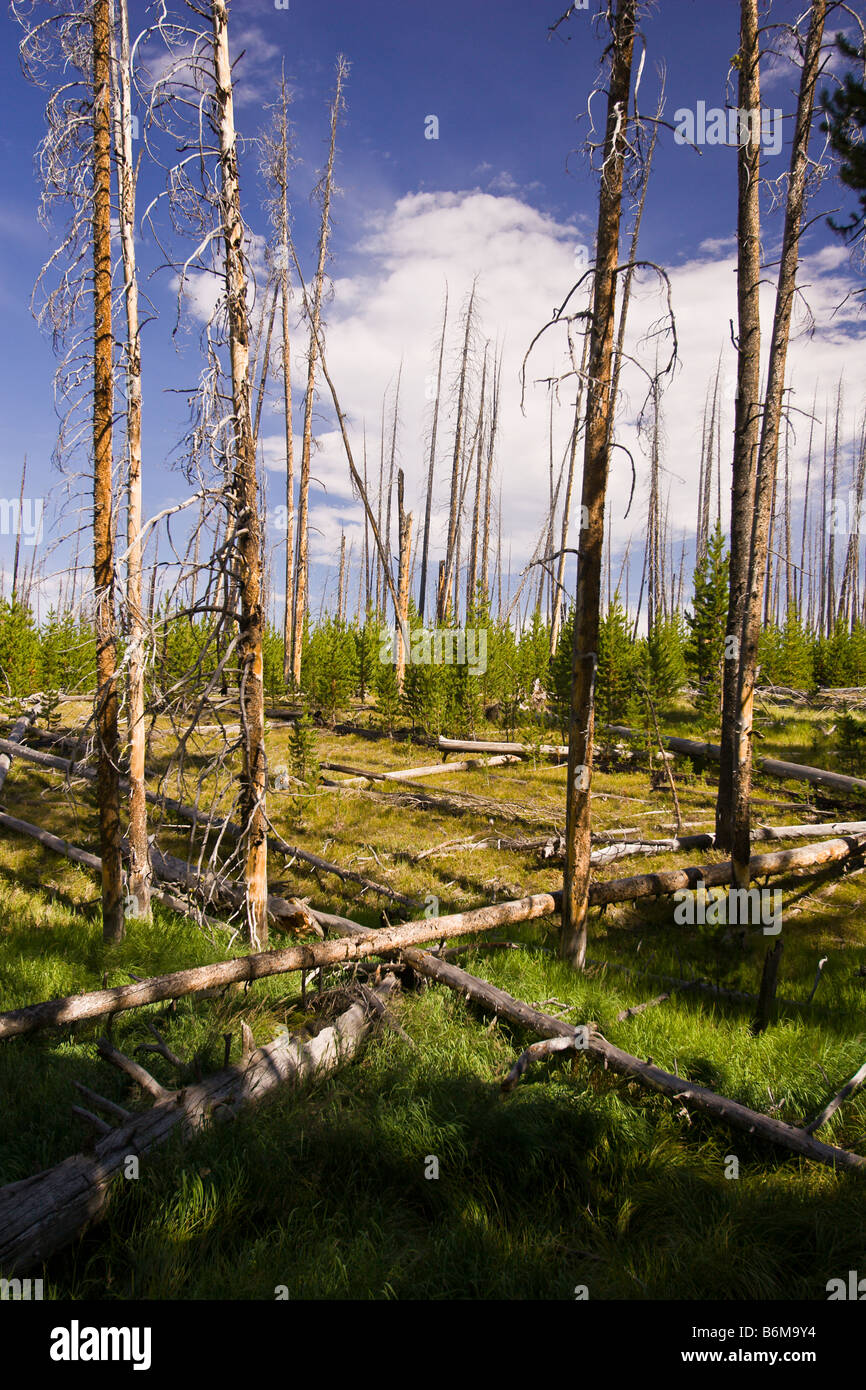 El Parque Nacional Yellowstone, Wyoming USA - Árboles muertos en la zona del lago Riddle Foto de stock