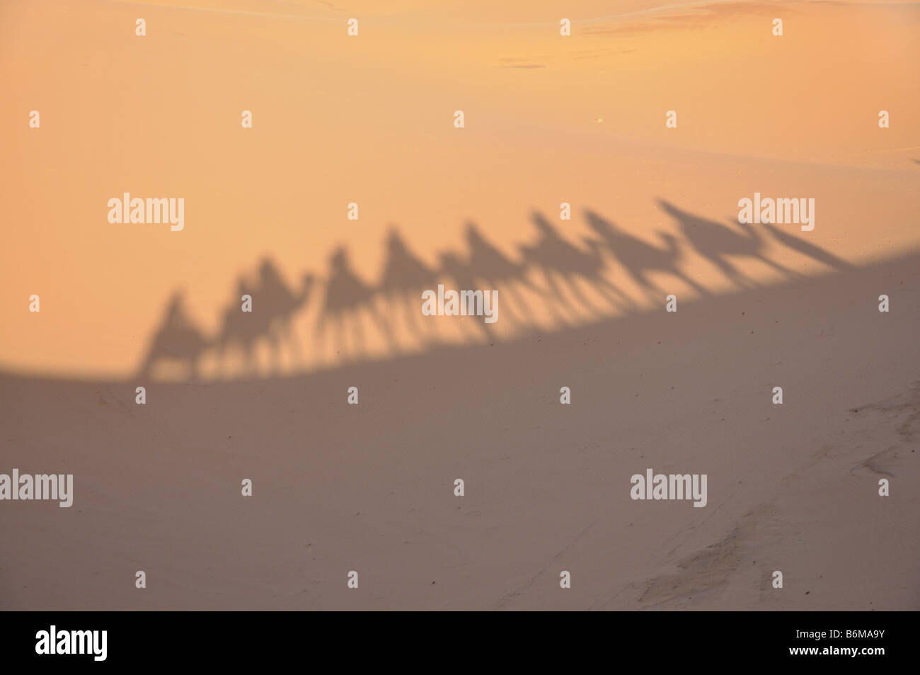 Sombras de camellos en el desierto del Sahara Merzouga, Marruecos Foto de stock