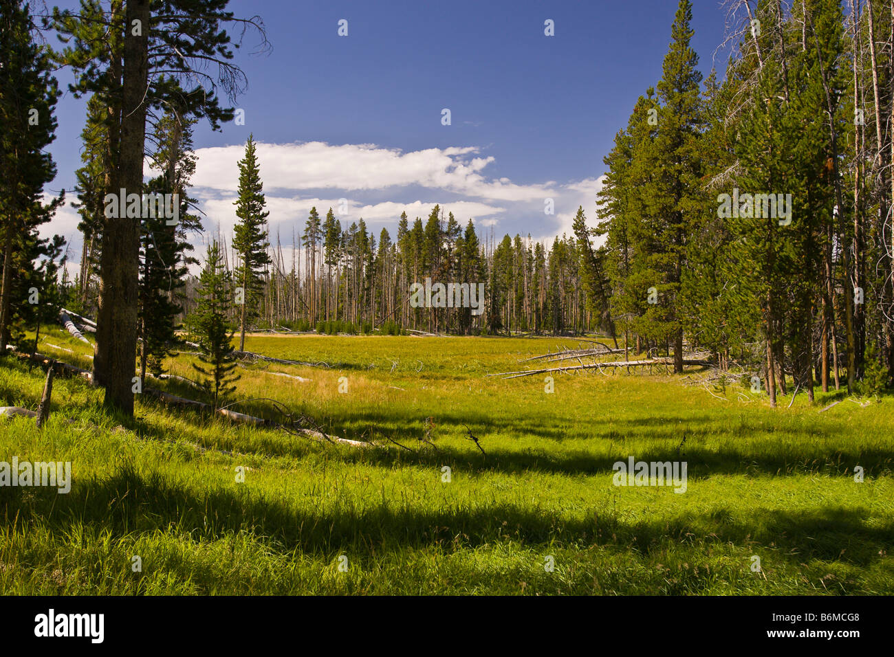 El Parque Nacional Yellowstone, Wyoming USA Riddle zona lacustre Foto de stock