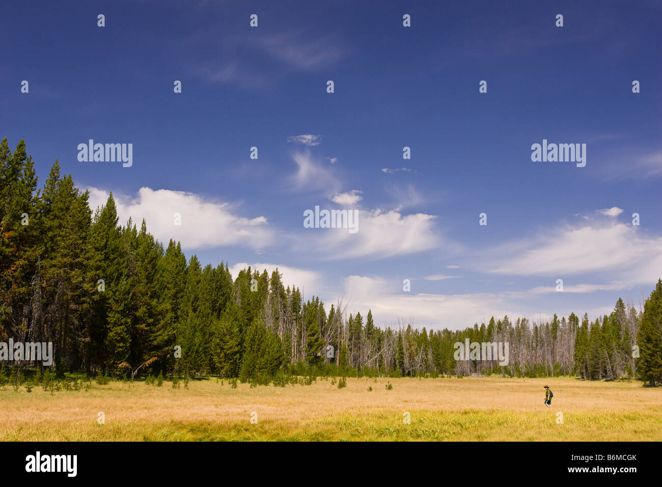 El Parque Nacional Yellowstone, Wyoming, EE.UU. - Boy caminatas a través de pradera Riddle zona lacustre. Señor Foto de stock