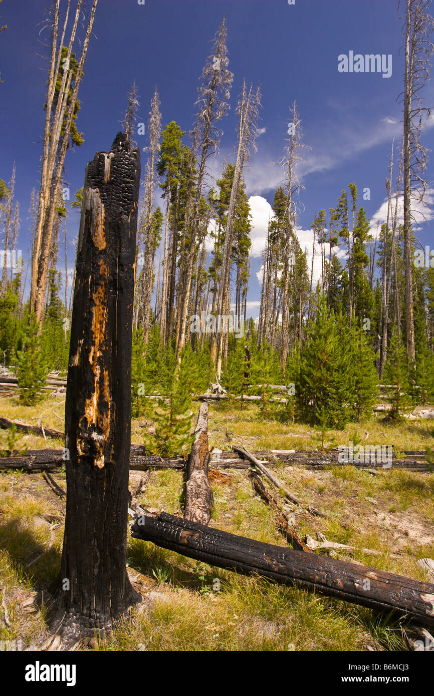 El Parque Nacional Yellowstone, Wyoming USA - carbonizado tocón de árbol en el bosque en el área del lago Riddle Foto de stock