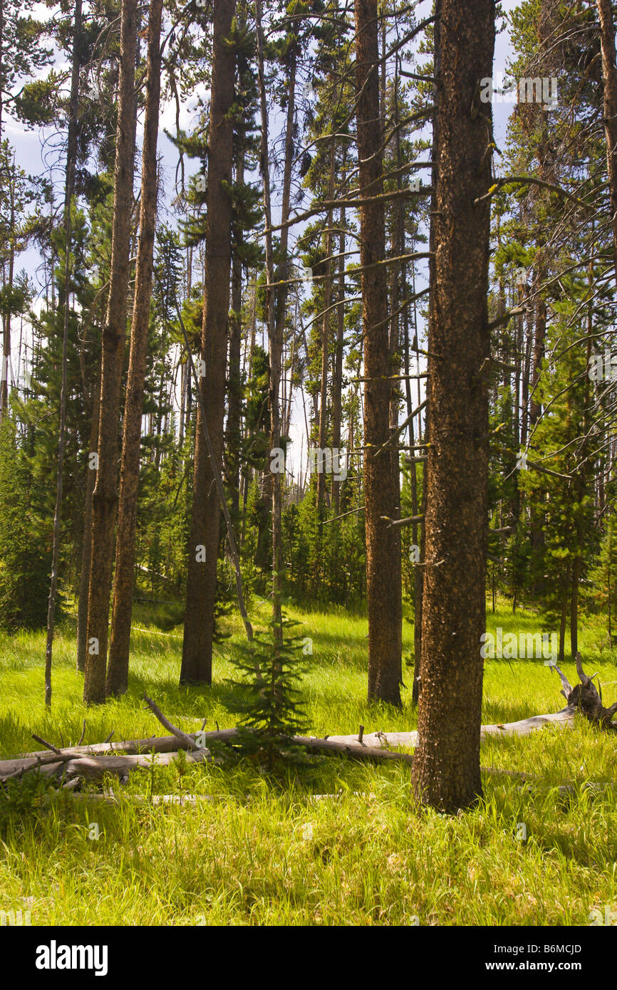 El Parque Nacional Yellowstone, Wyoming USA Riddle zona lacustre Foto de stock