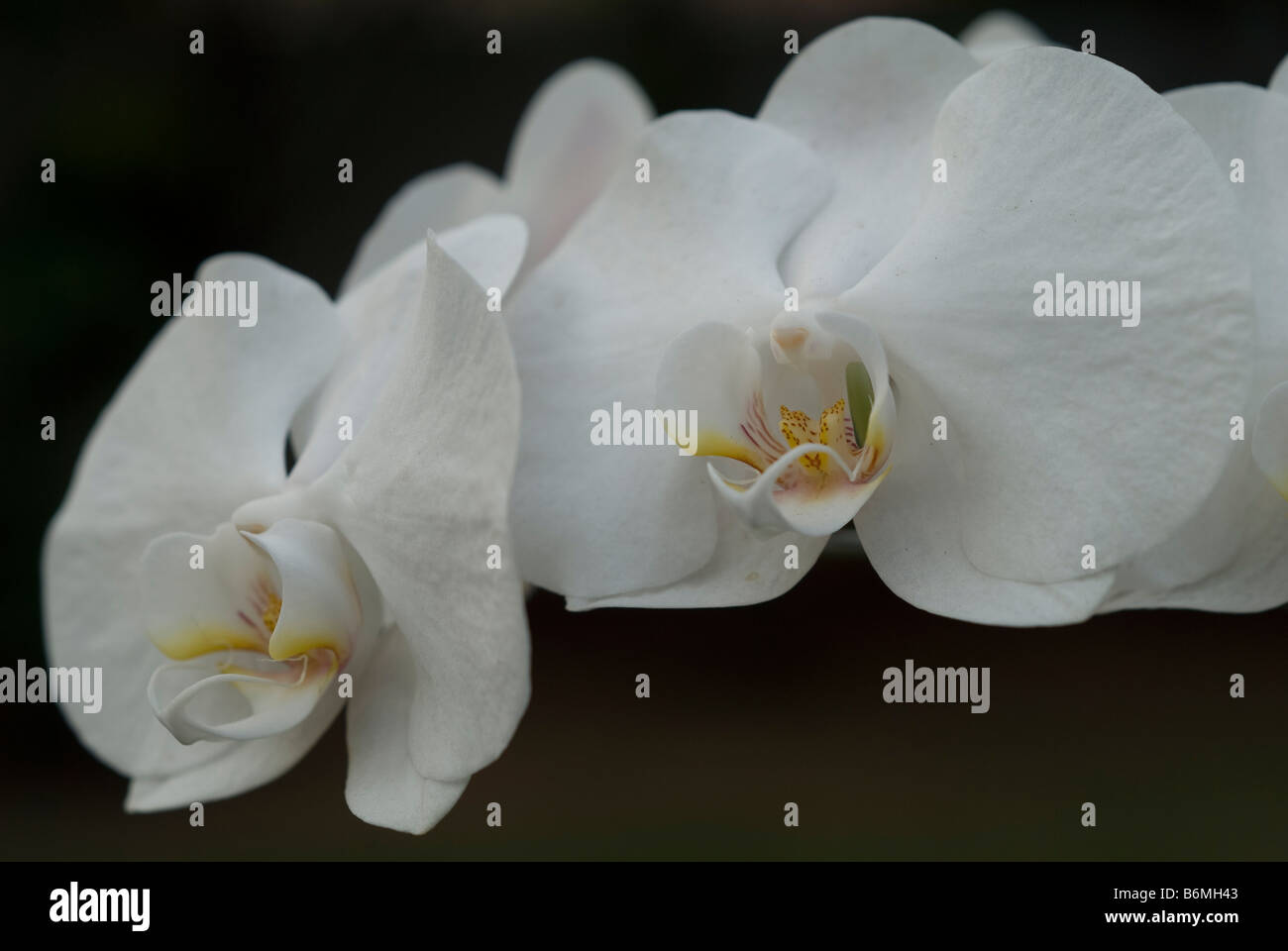 Uno de los populares flor en Indonesia y convertirse en uno de Flor Nacional Indonesio Fotografía de stock - Alamy Uno de los populares flor en Indonesia y convertirse en uno de Flor Nacional Indonesio Fotografía de stock - Alamy