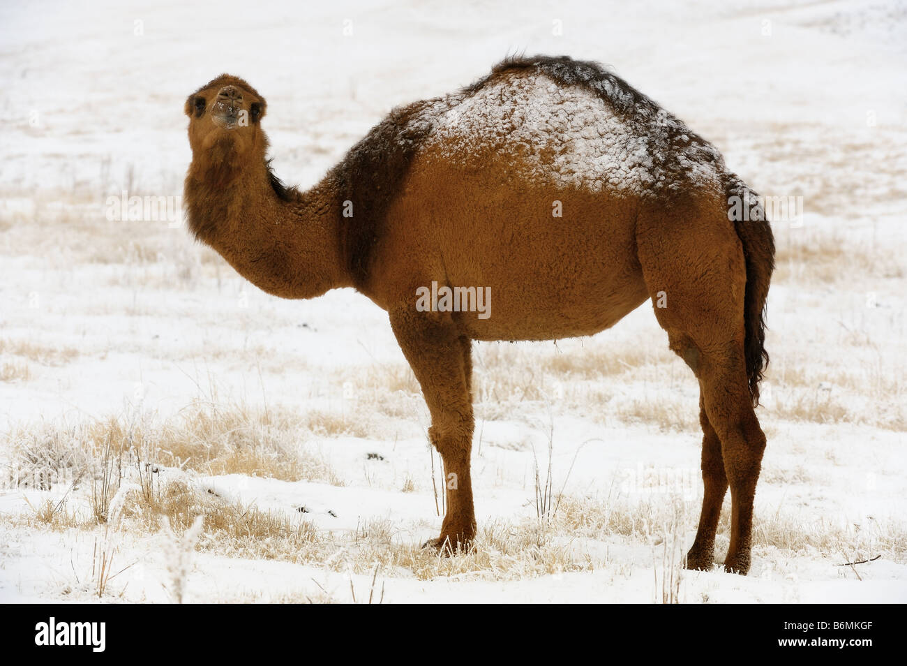 El camello Dromader en invierno de la estepa, Asia Central Foto de stock