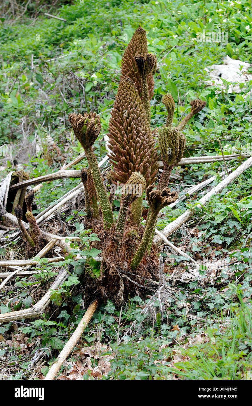 Gunnera manicata Foto de stock