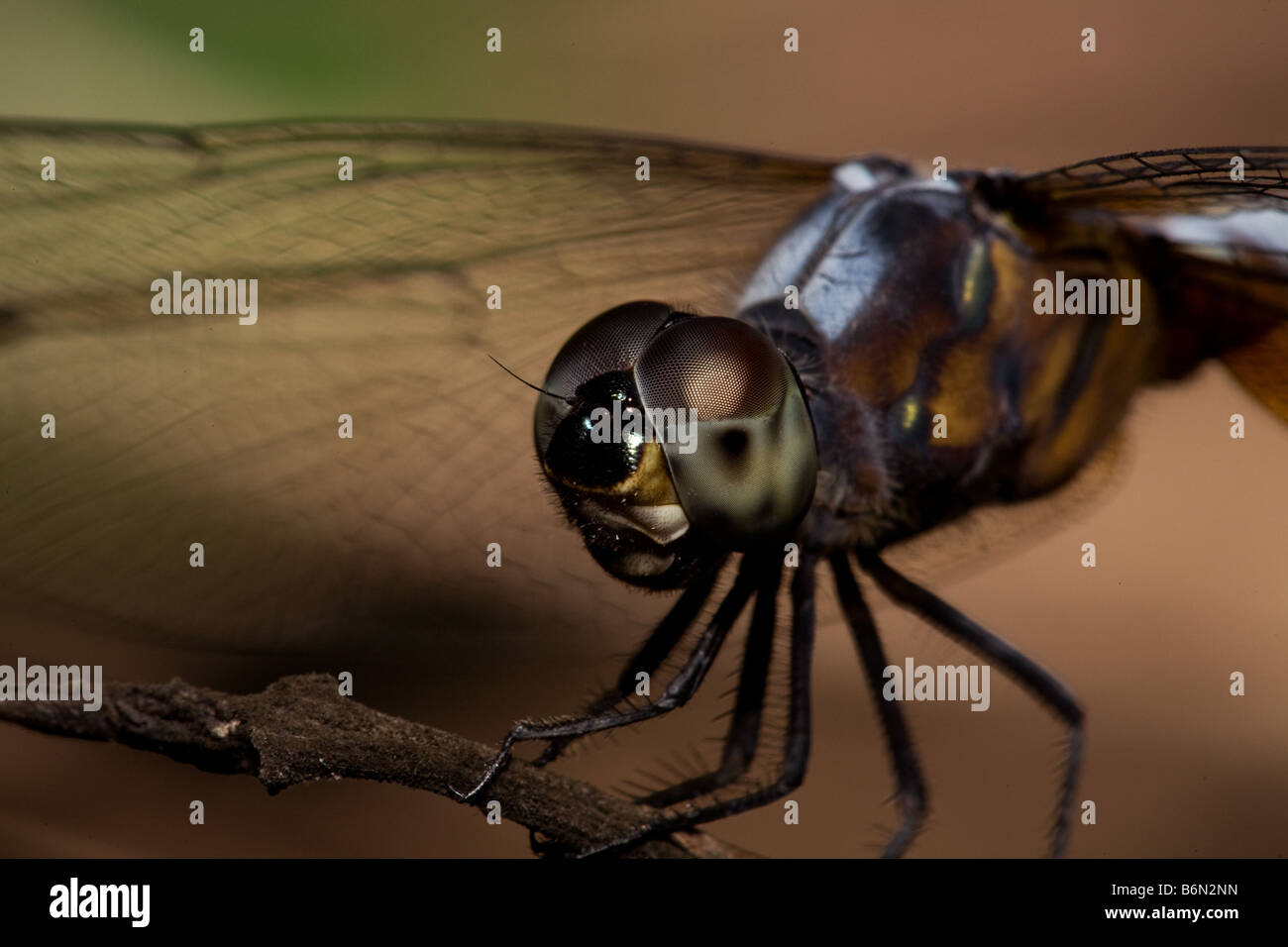 Una macro de una libélula, mostrando los detalles de sus ojos compuestos Foto de stock