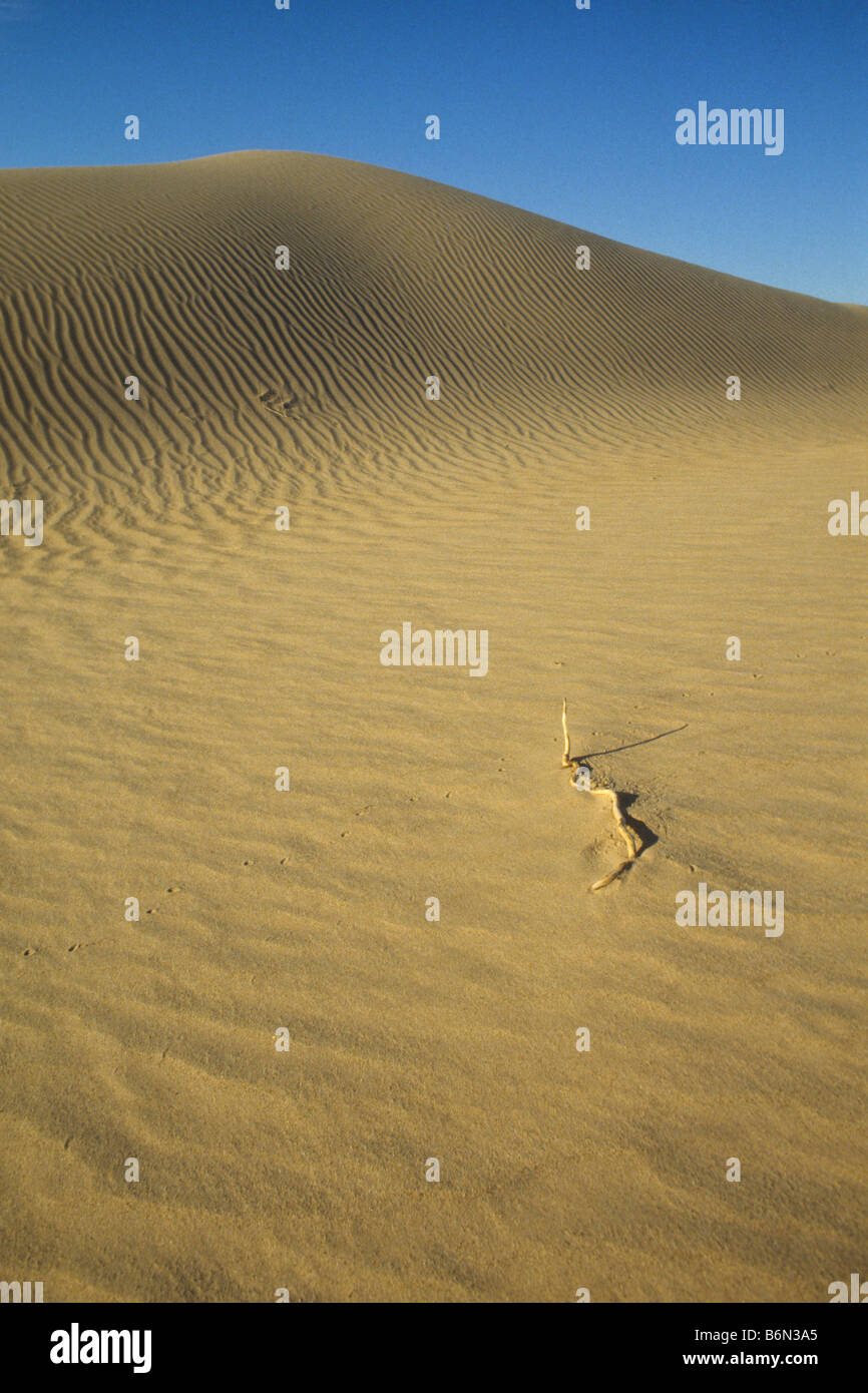 Palo Seco solitario descansa sobre la superficie de la duna de arena cerca  de Yuma, Arizona, EE.UU Fotografía de stock - Alamy