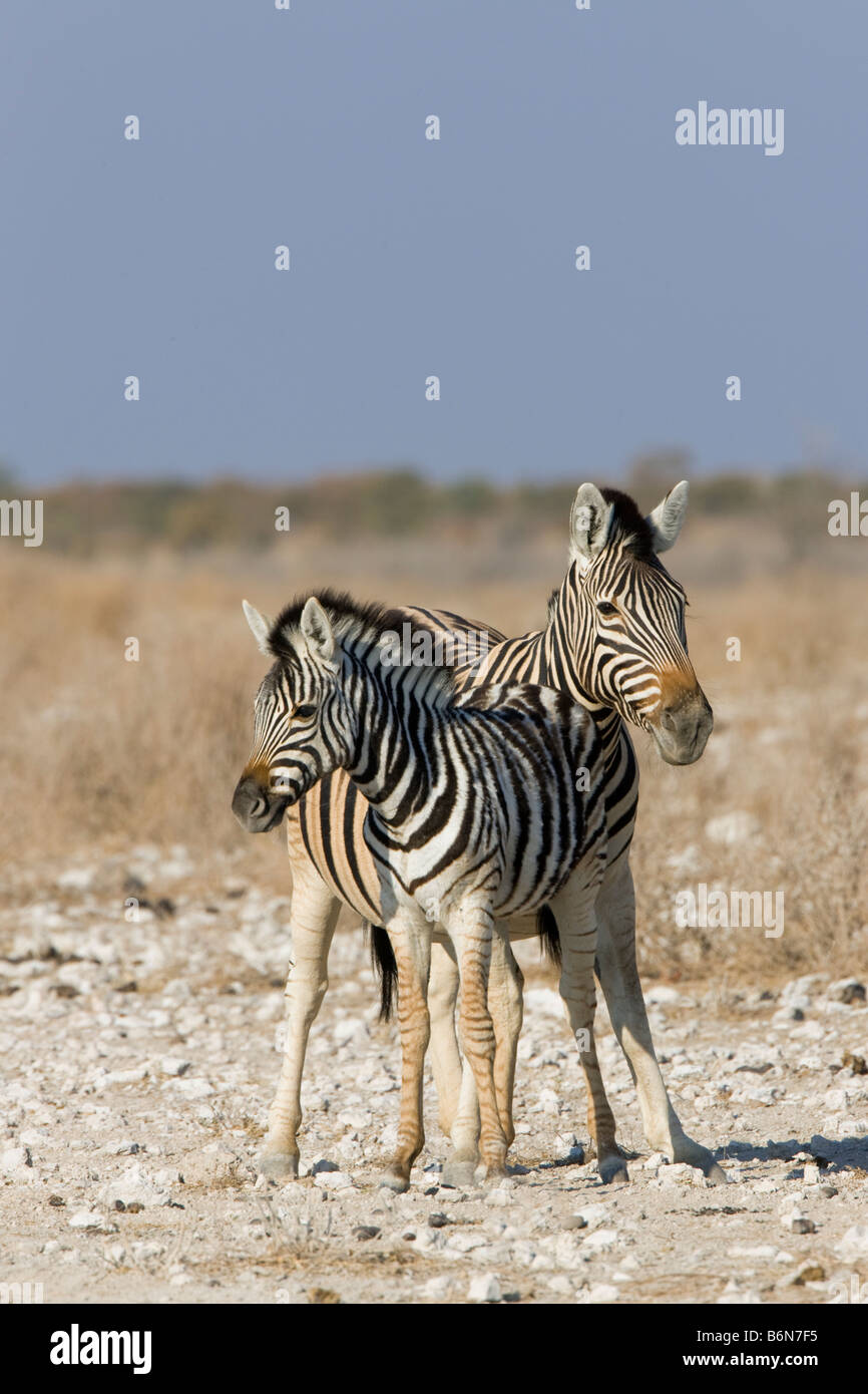 Llanuras Zebra yegua y potro Besar, el Parque Nacional de Etosha, Namibia Foto de stock