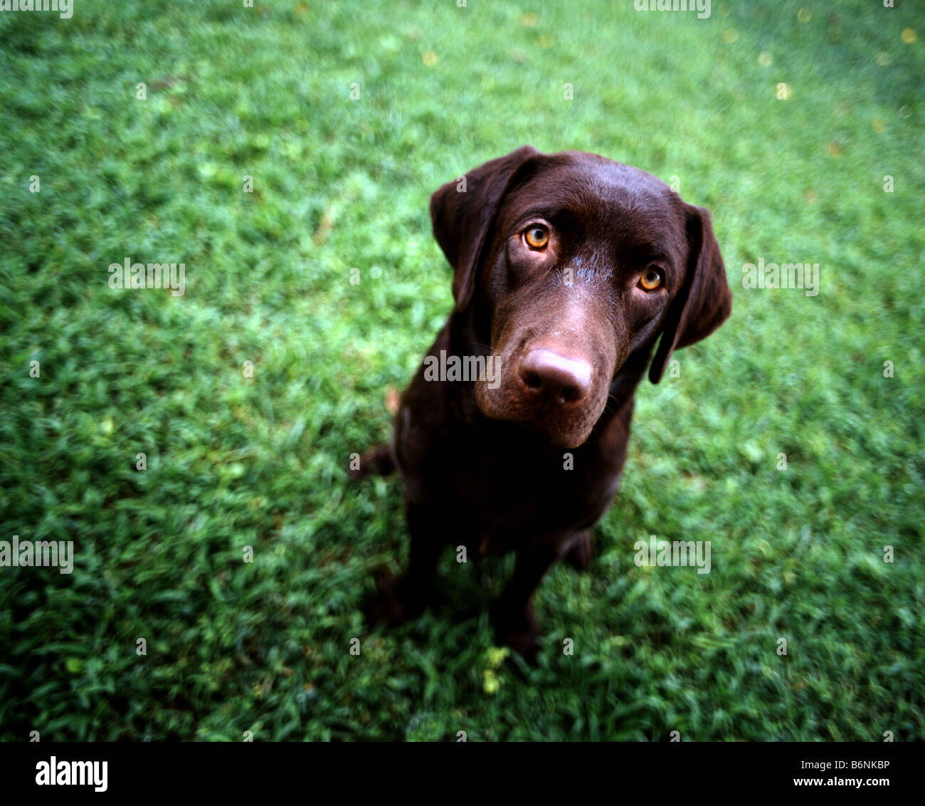 Labrador Retriever chocolate Foto de stock