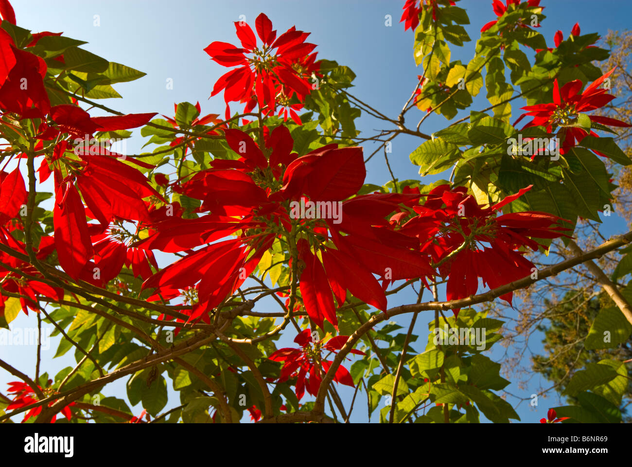 árbol flor de pascua fotografías e imágenes de alta resolución - Alamy