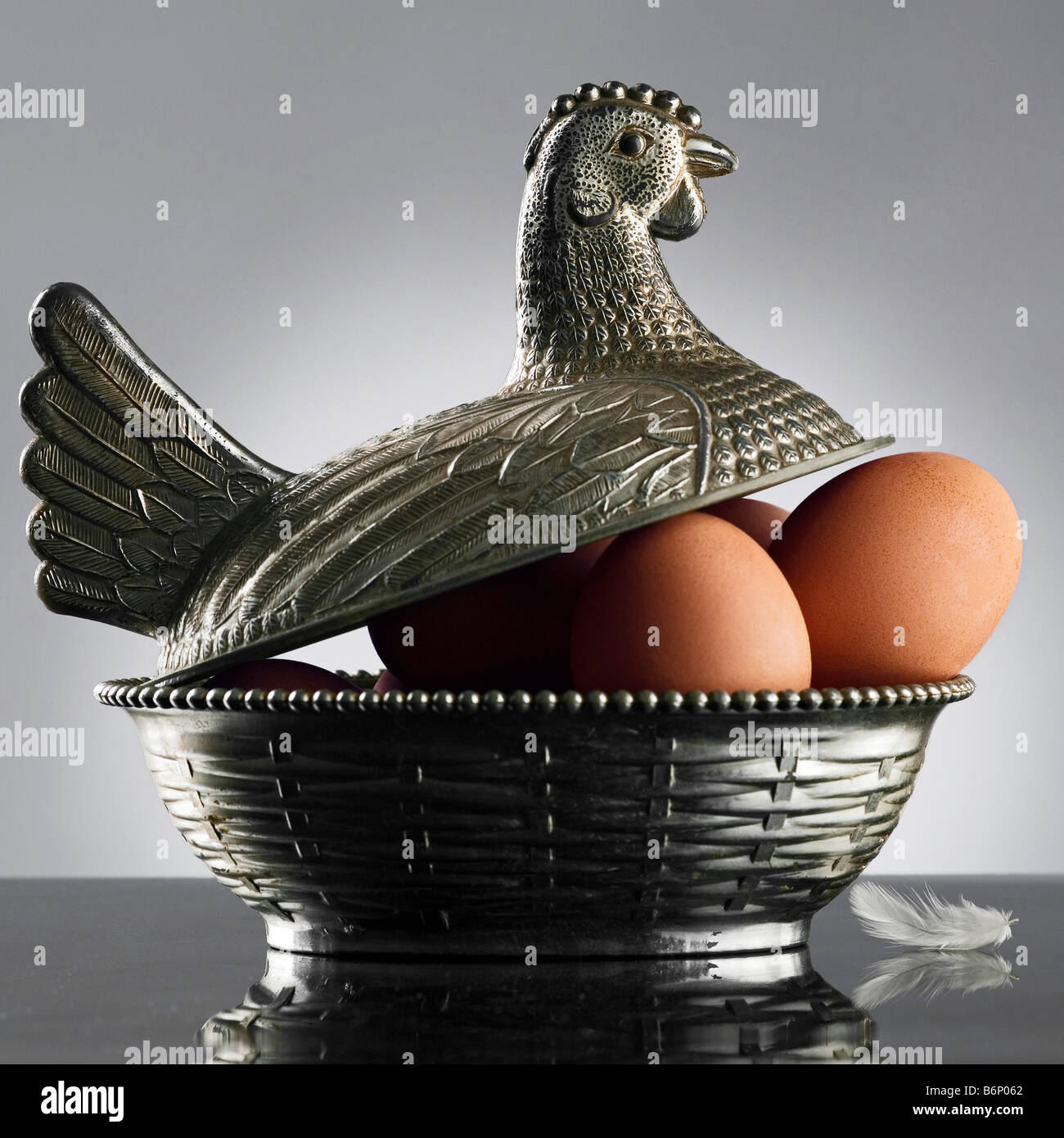 Colocación sobre huevos de gallina de plata Foto de stock
