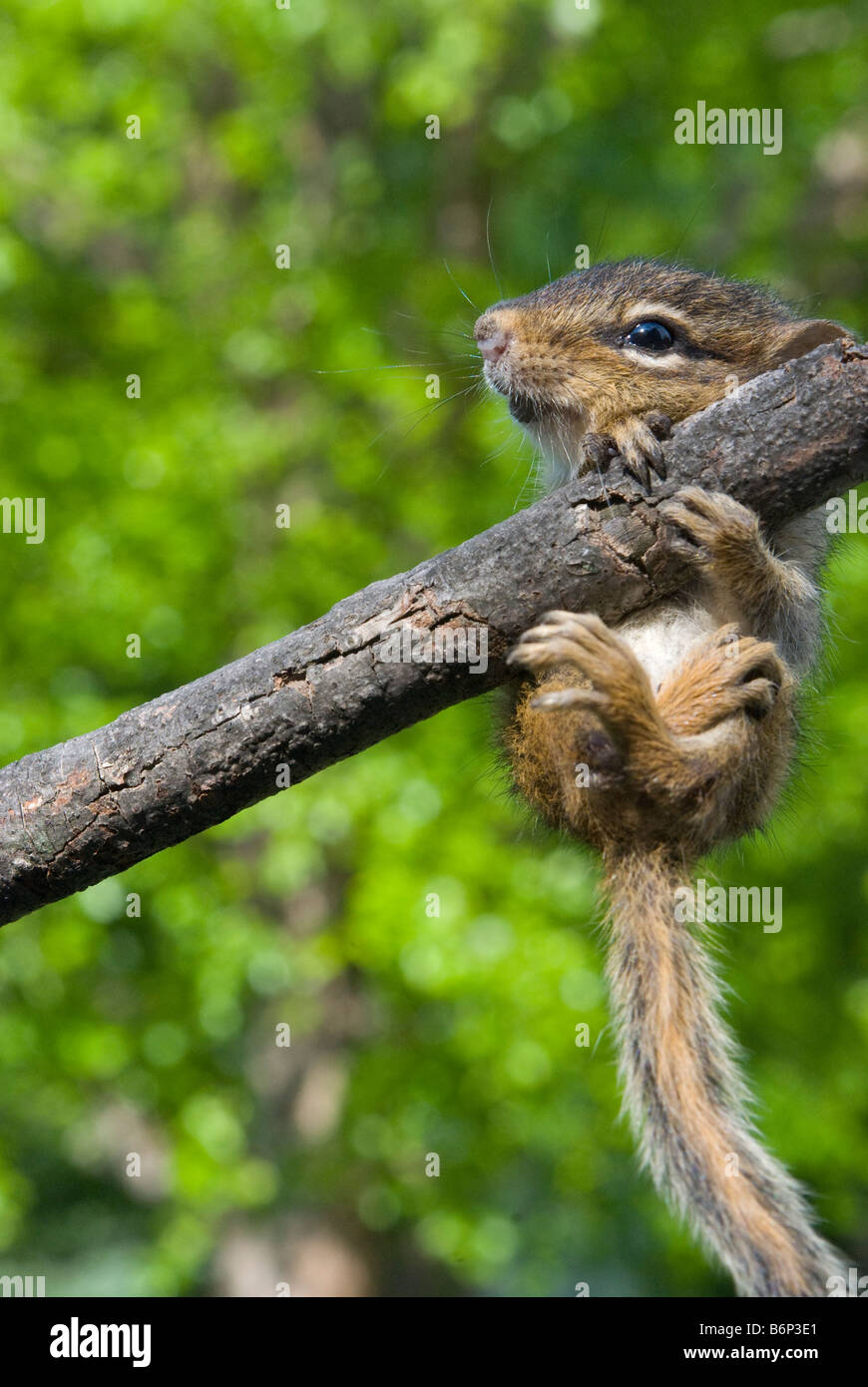 Suslik luchas para permanecer en la rama para que no se caiga Foto de stock
