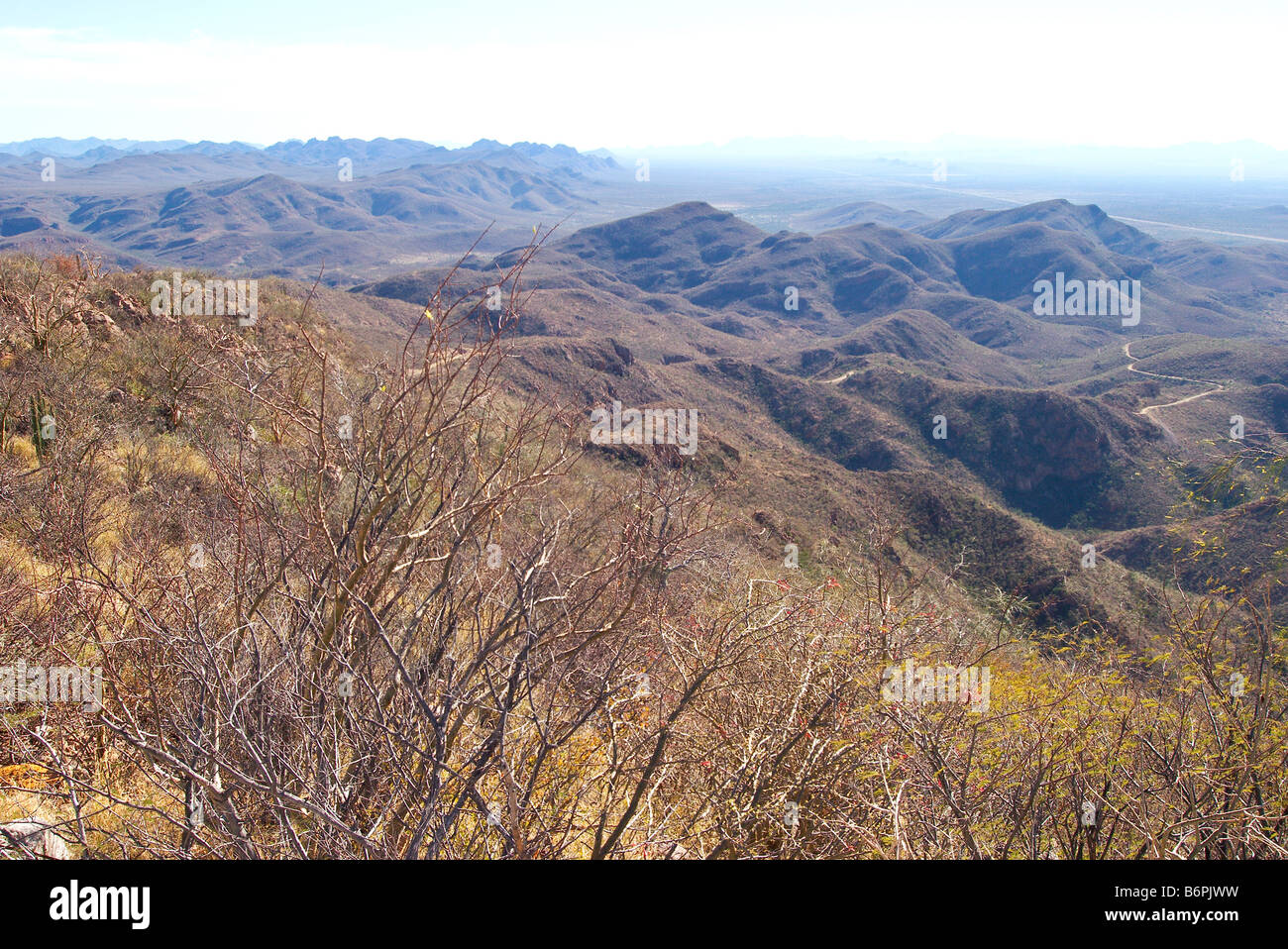 Sonora, México invierno thornscrub latentes en las colinas. Foto de stock