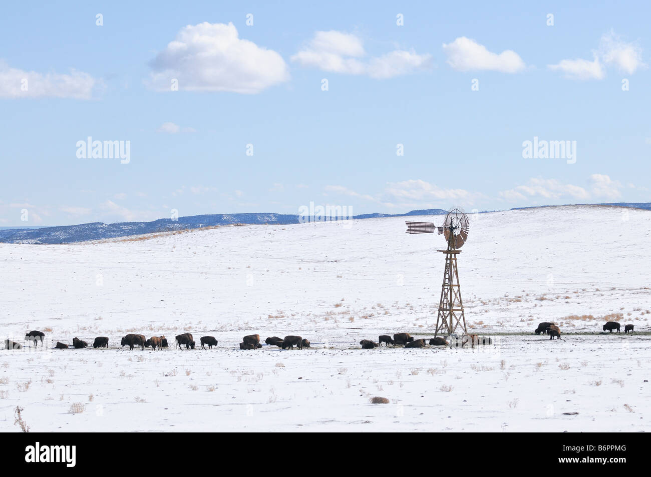 La manada de búfalos y unas cuantas vacas se reúnen alrededor de un molino de viento en funcionamiento en la pradera por la Hwy 9 fuera del Parque Nacional Zion, UT Foto de stock