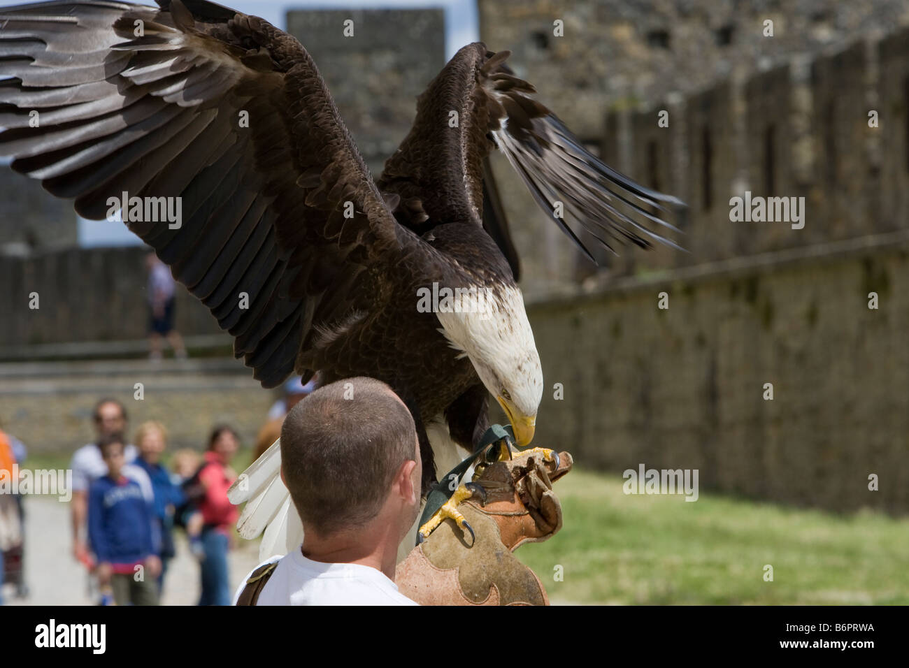 Un águila y el pájaro handler practicando para juegos medieval de Carcassonne Francia Foto de stock