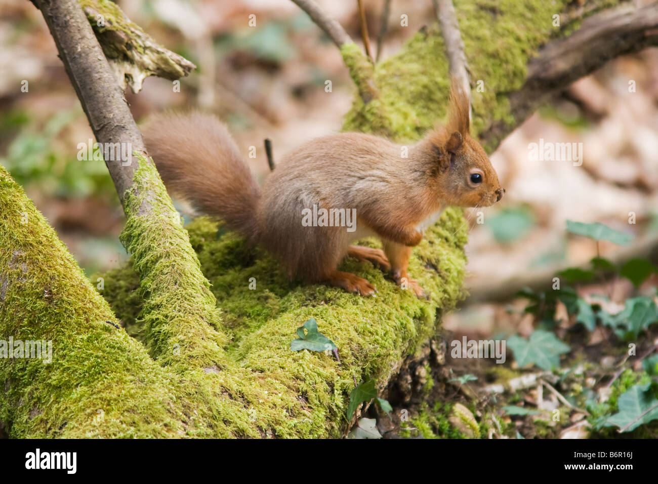 Ardilla roja tomadas en Alverstone Meade Isle of Wight Foto de stock