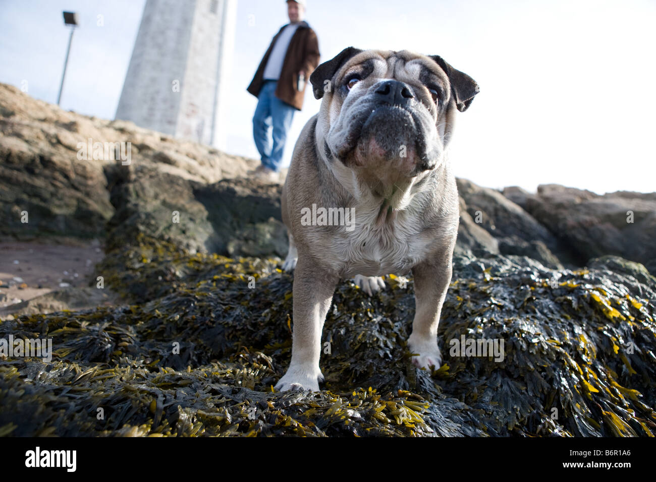 Un hombre camina su mascota bulldog en la playa en New Haven, Connecticut, EE.UU. Foto de stock
