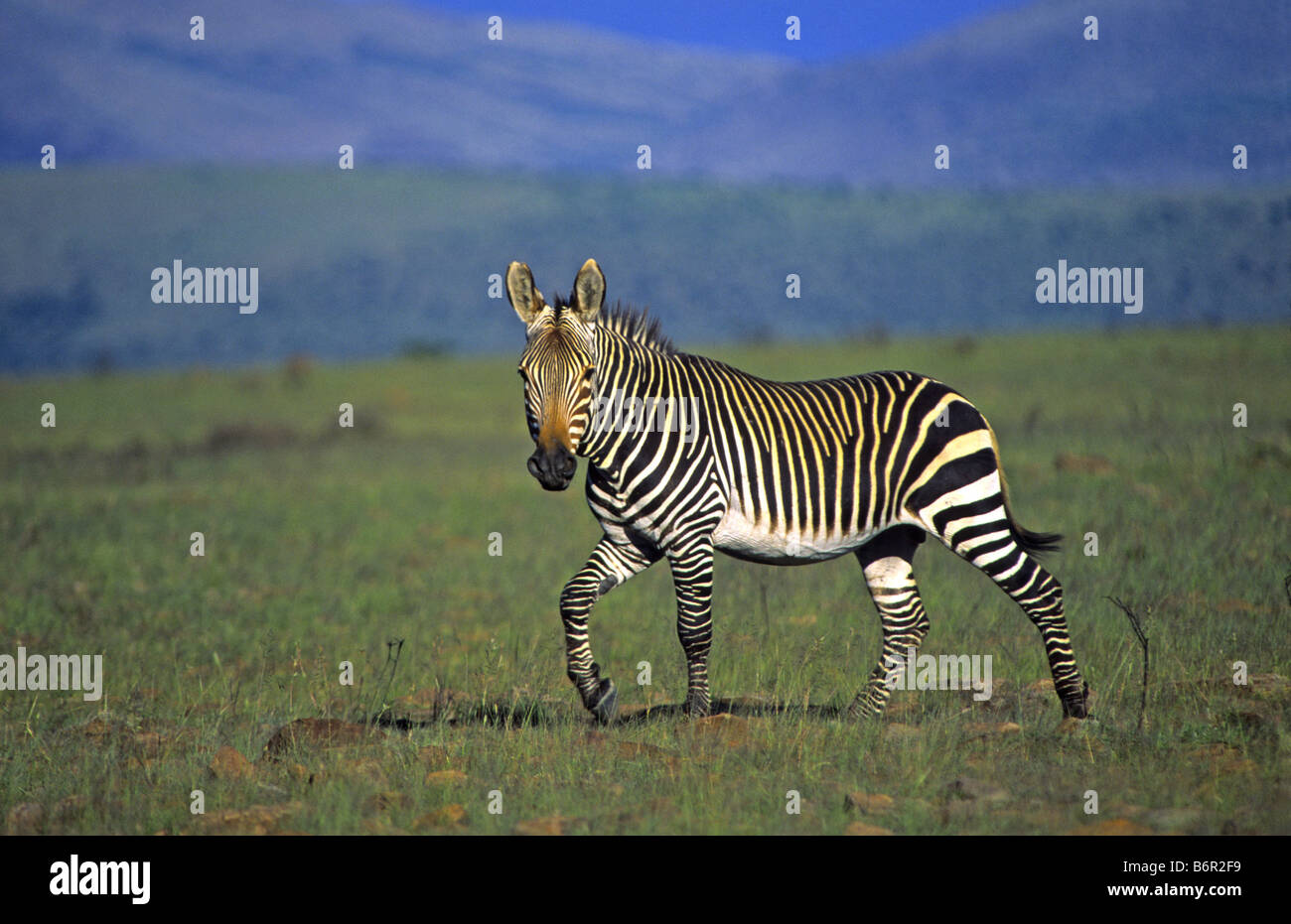 Cape Mountain, la montaña de cebra (zebra Equus zebra zebra), stallion