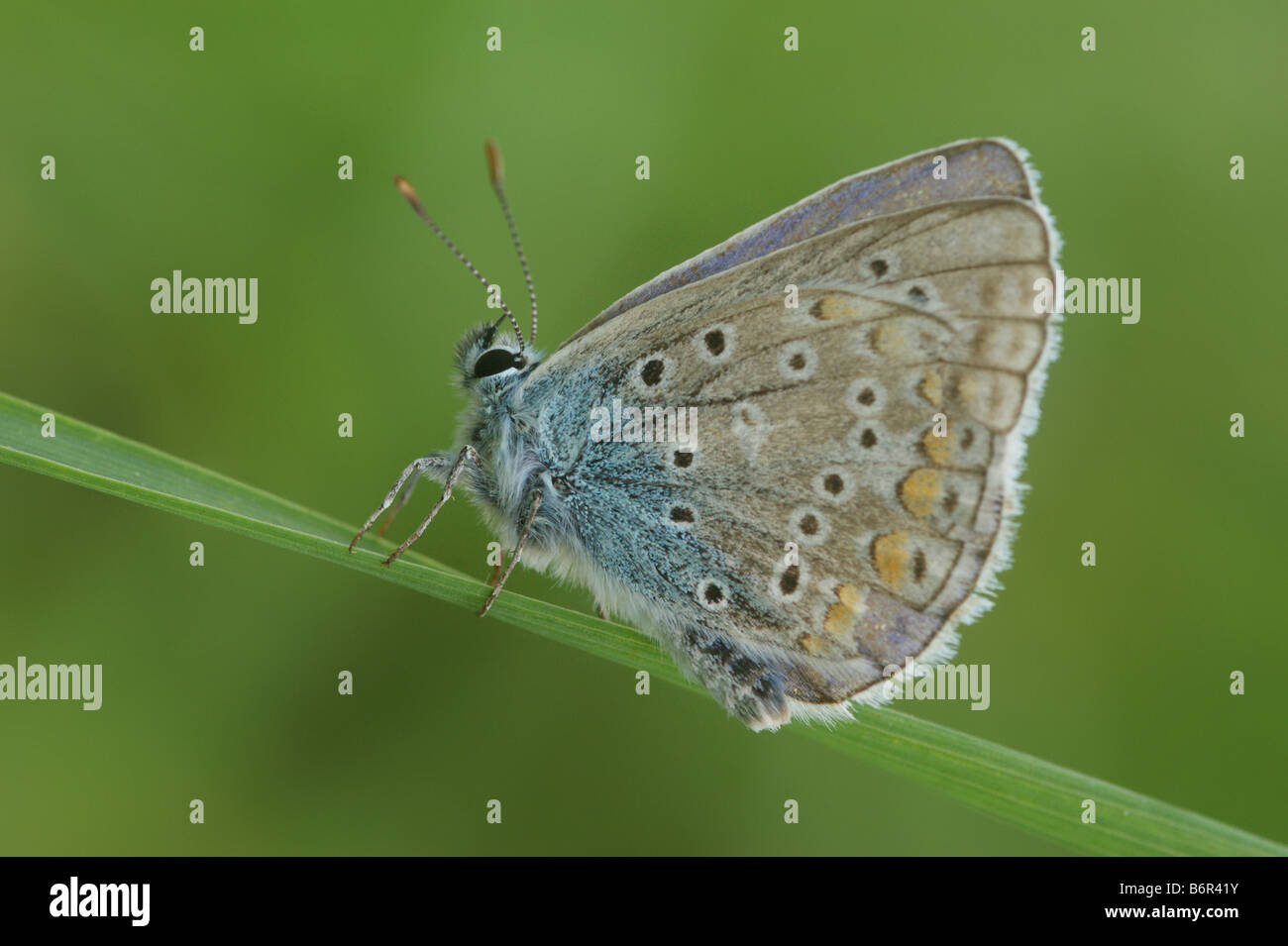 Azul común - Polyommatus icarus Foto de stock