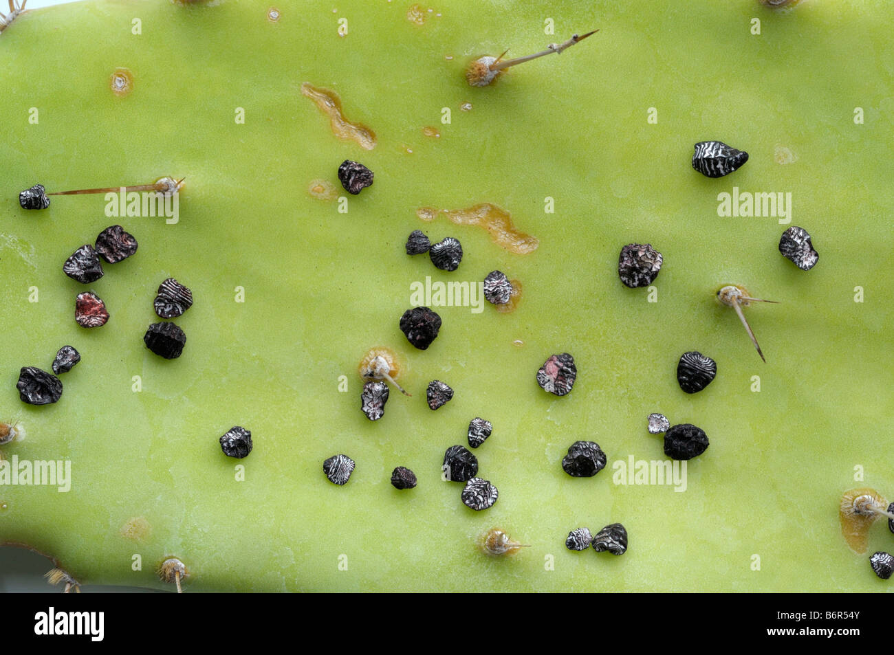 Cochinilla (Dactylopius coccus). Las hembras secas sobre cactus de hojas para la producción de color Foto de stock