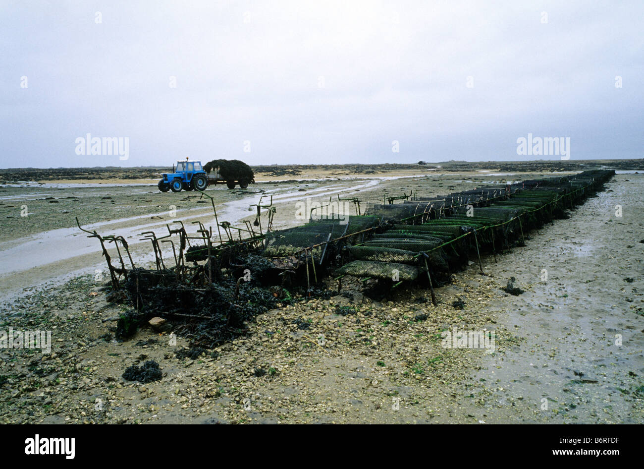 Francia Bretaña Pleubian town, algas y mejillones con cosecha con tractor Foto de stock