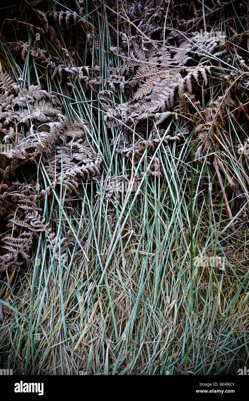 La hierba cubierta de hielo helechos juncos cerca Roseberry Topping North Yorkshire, Inglaterra Foto de stock