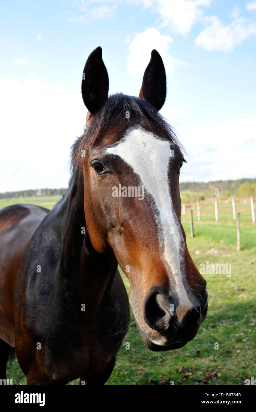 Un retrato de un caballo que mira. Foto de stock