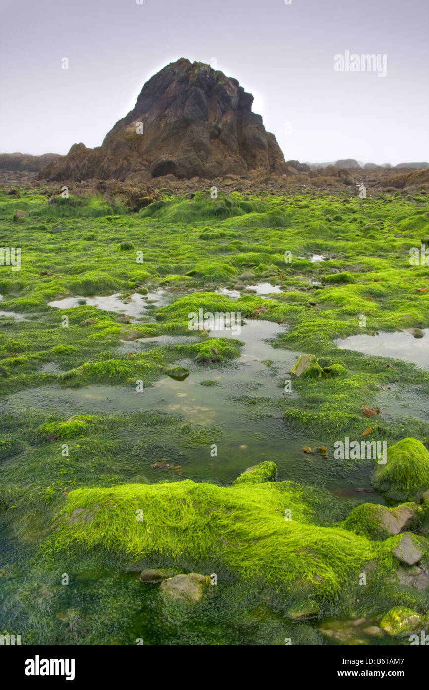 Una alfombra de algas en punto de fresa el Parque Nacional Olímpico en Washington Foto de stock