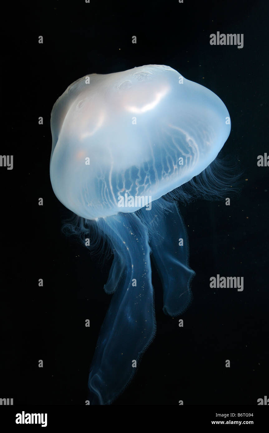 Luna medusa Aurelia aurita cautivo Foto de stock