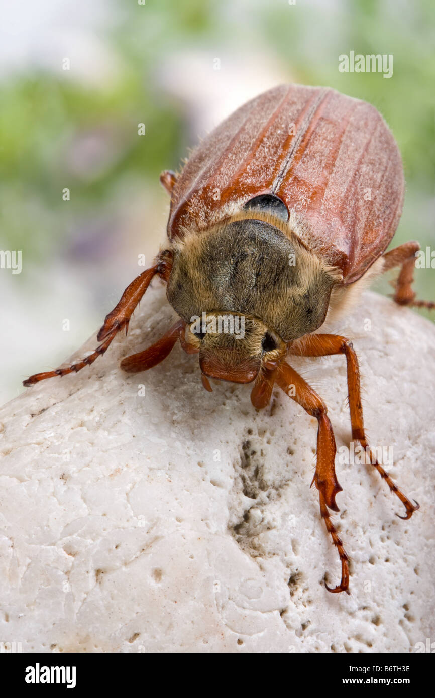 Bonito ejemplar de una maybug en primavera Foto de stock