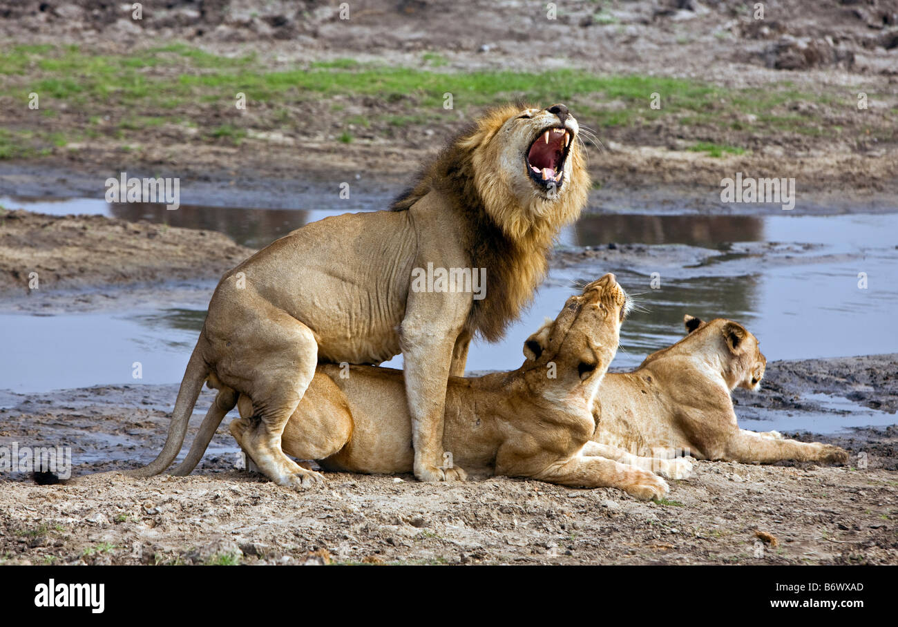 Tanzania, el Parque Nacional de Katavi. Un cachorro de león mantiene un ojo vigilante mientras descansa junto a su madre. Foto de stock