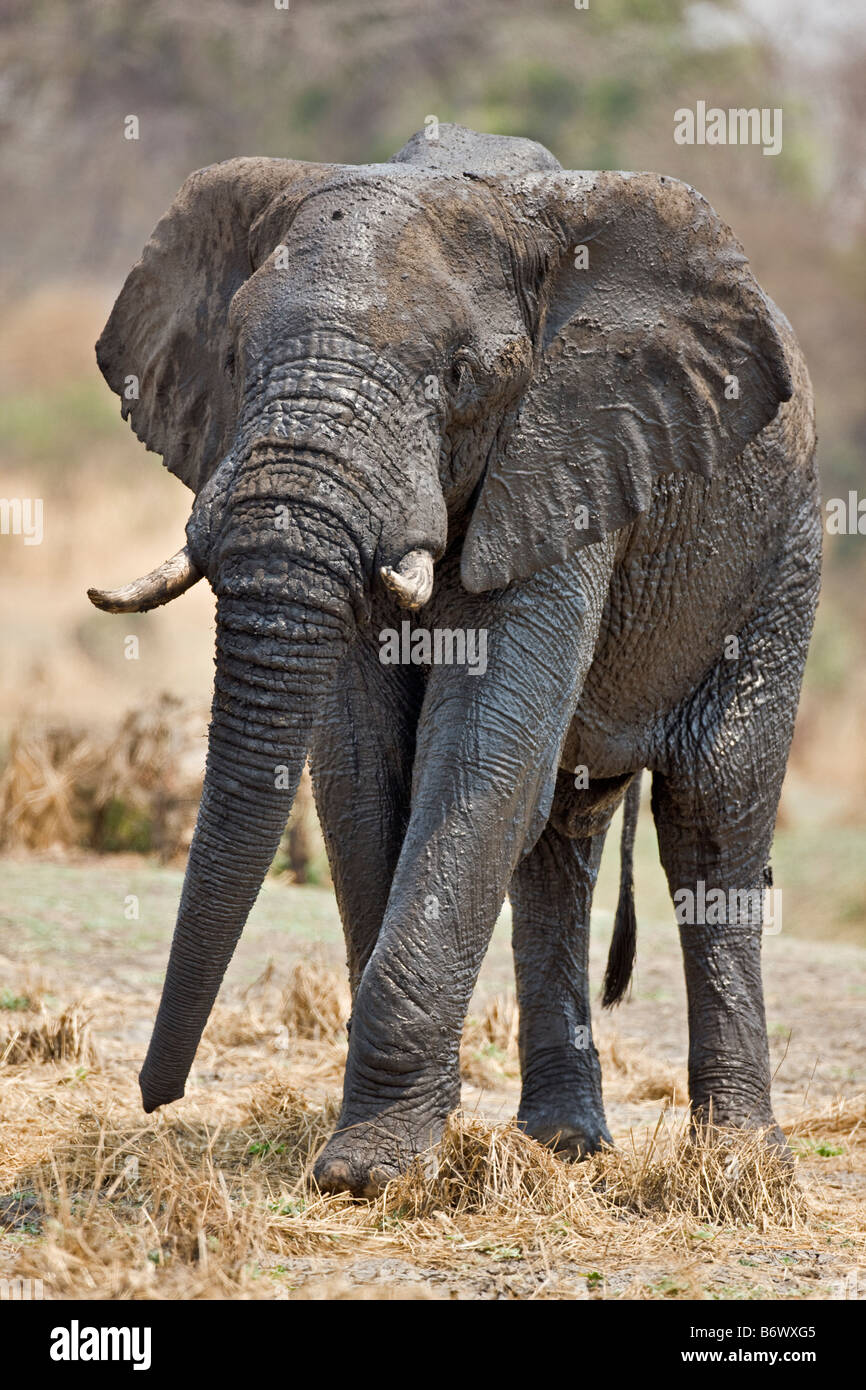 Tanzania, el Parque Nacional de Katavi. Los elefantes beber y refrescarse en el río Katuma. Foto de stock