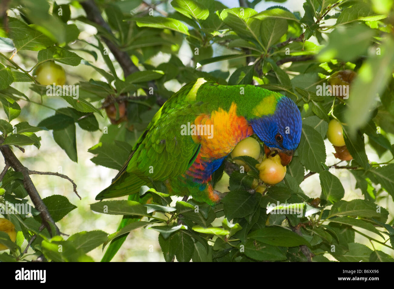 Un arco iris lorikeet alimentándose de frutas Foto de stock
