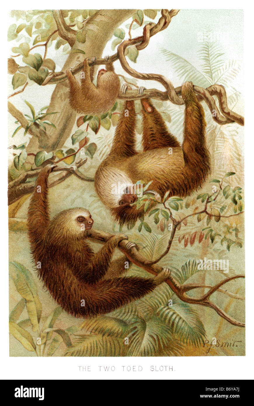 Dos vetado sloth el salón perezosos comprenden seis especies de mamíferos medianos que viven en América Central y América del Sur pertenecientes t Foto de stock