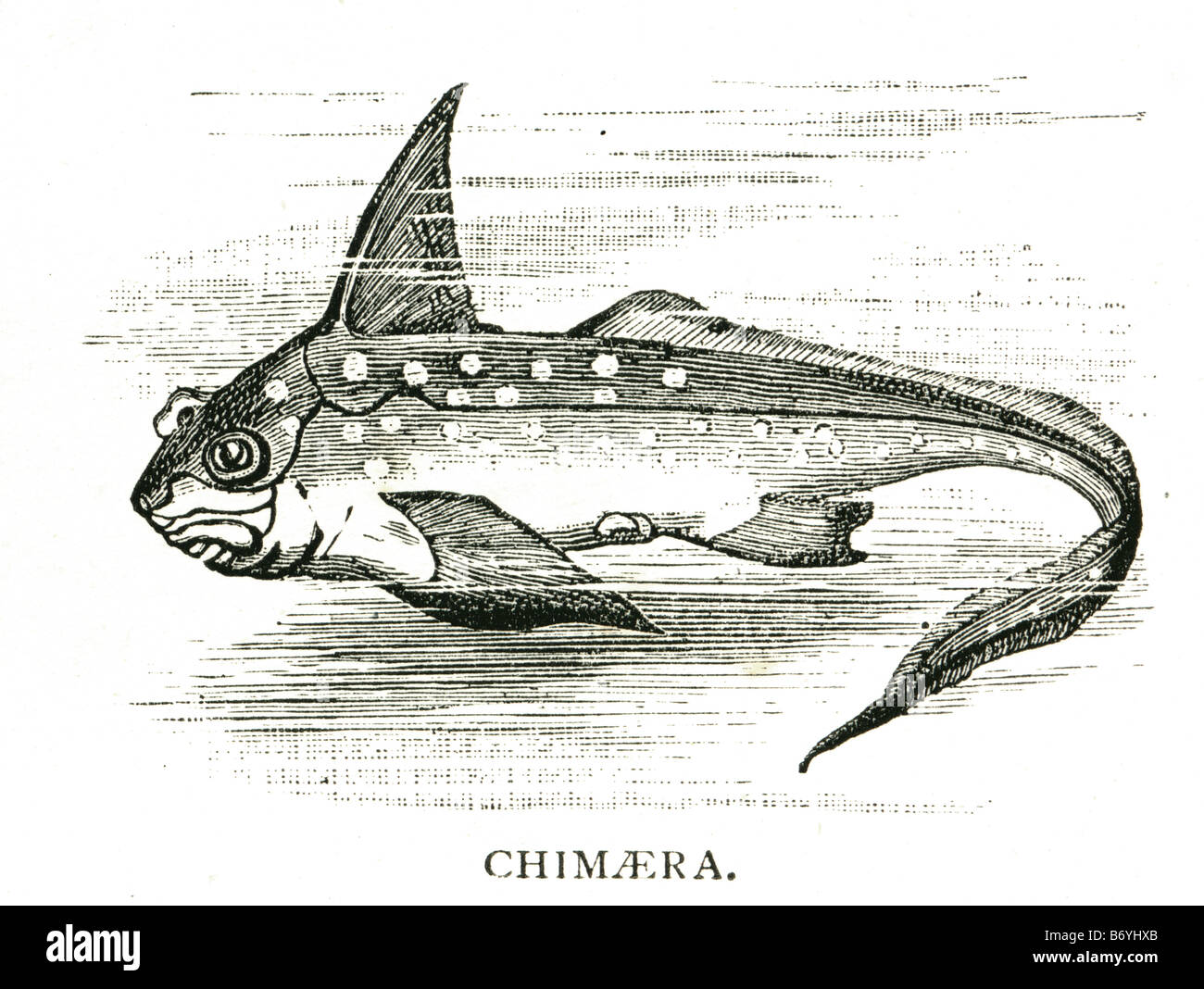 Quimera Las quimeras son peces cartilaginosos en el orden Chimaeriformes.  Están relacionados con los tiburones y las rayas, y a veces son Fotografía  de stock - Alamy