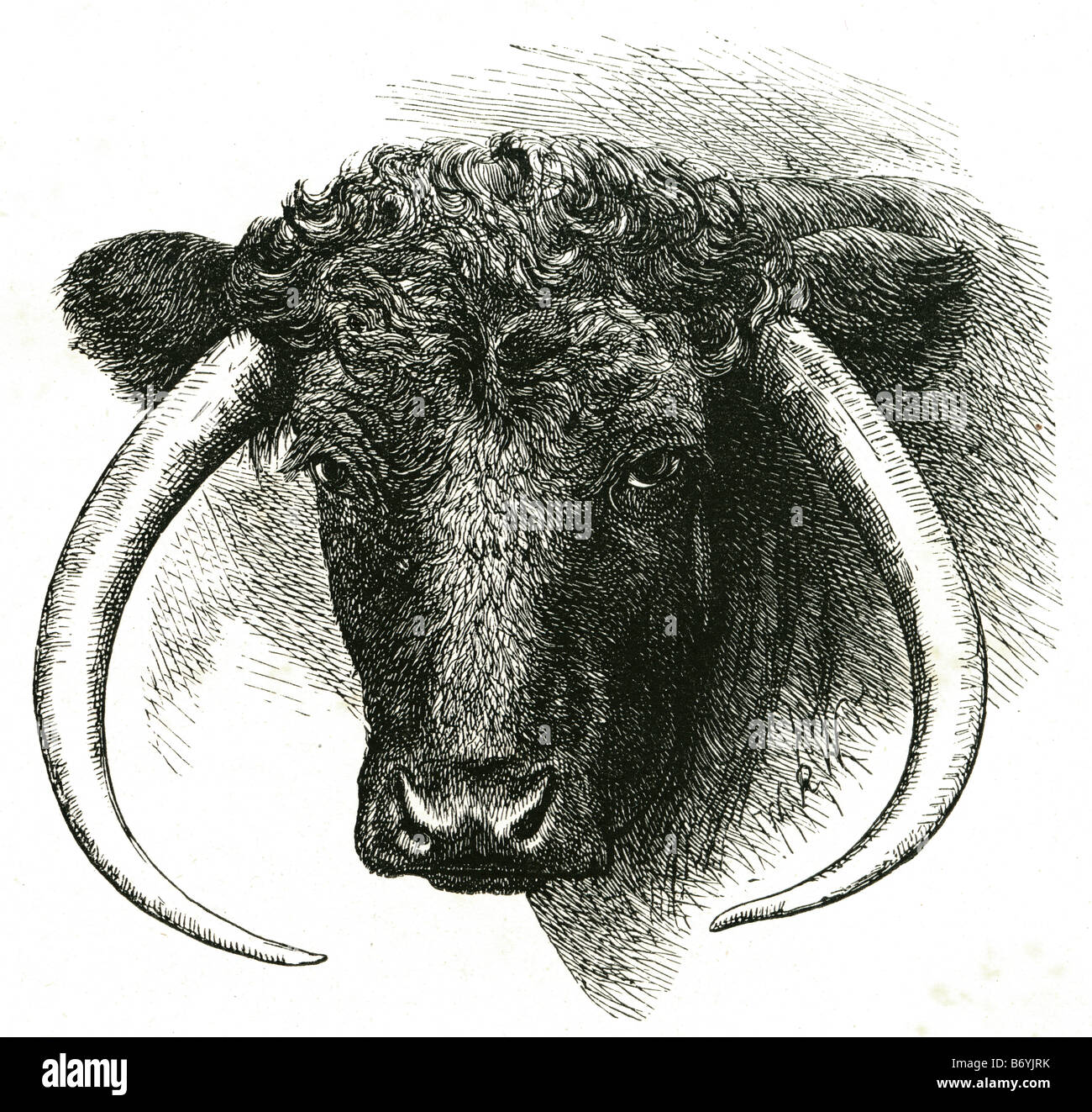 Bull la subfamilia bovinae biológica incluye un grupo diverso de 10 géneros de ungulados de tamaño mediano a grande, incluyendo domest Foto de stock