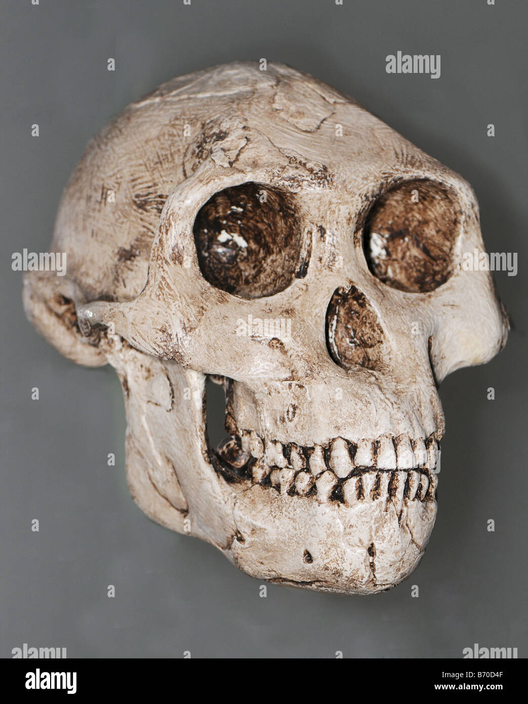 Cráneo de fundición del cráneo del extinto homínido Australopithecus afarensis Foto de stock