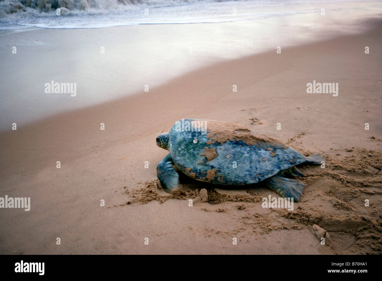 Suriname, Matapica National Park. La tortuga verde (Chelonia mydas) regresar al mar después de la puesta de los huevos. Foto de stock