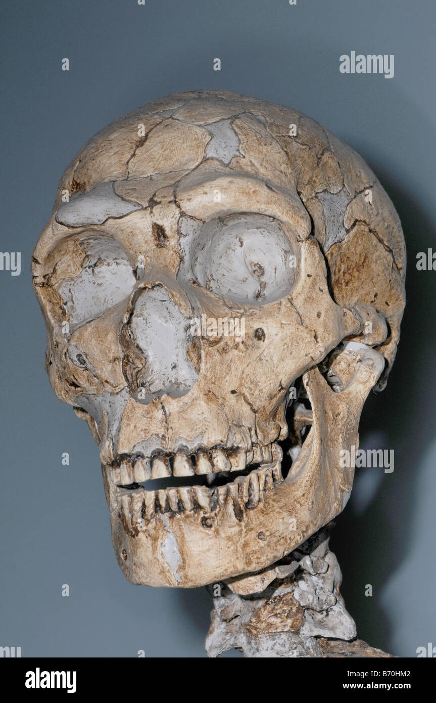 Elenco de un cráneo del hombre de Neanderthal Homo neanderthalensis Foto de stock