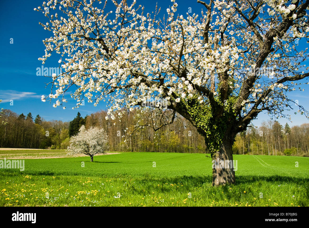 Chery florecen en primavera árbol Foto de stock