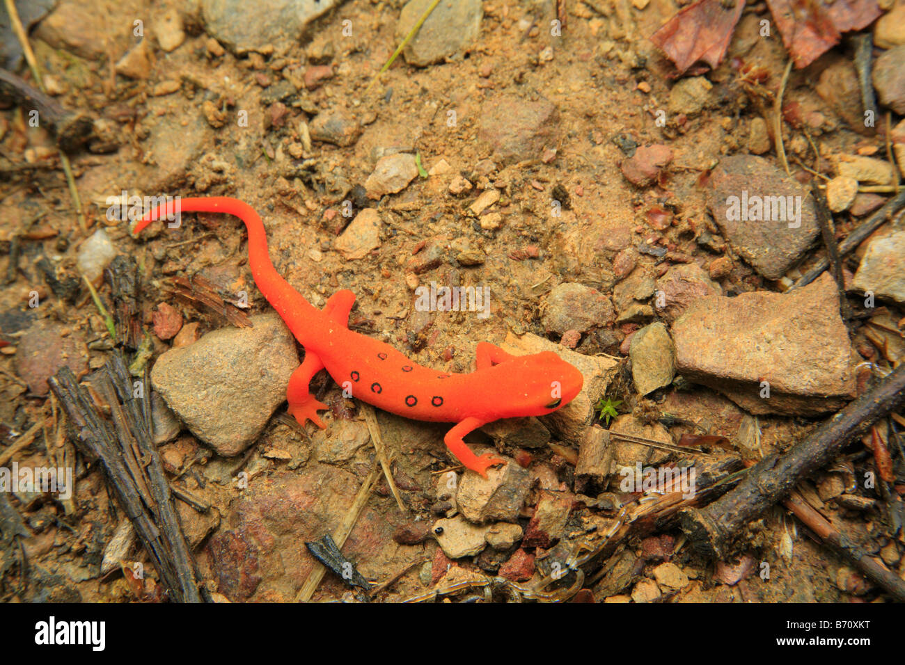 Salamander, Jones Ejecutar Trail, el Parque Nacional de Shenandoah, Virginia, EE.UU. Foto de stock