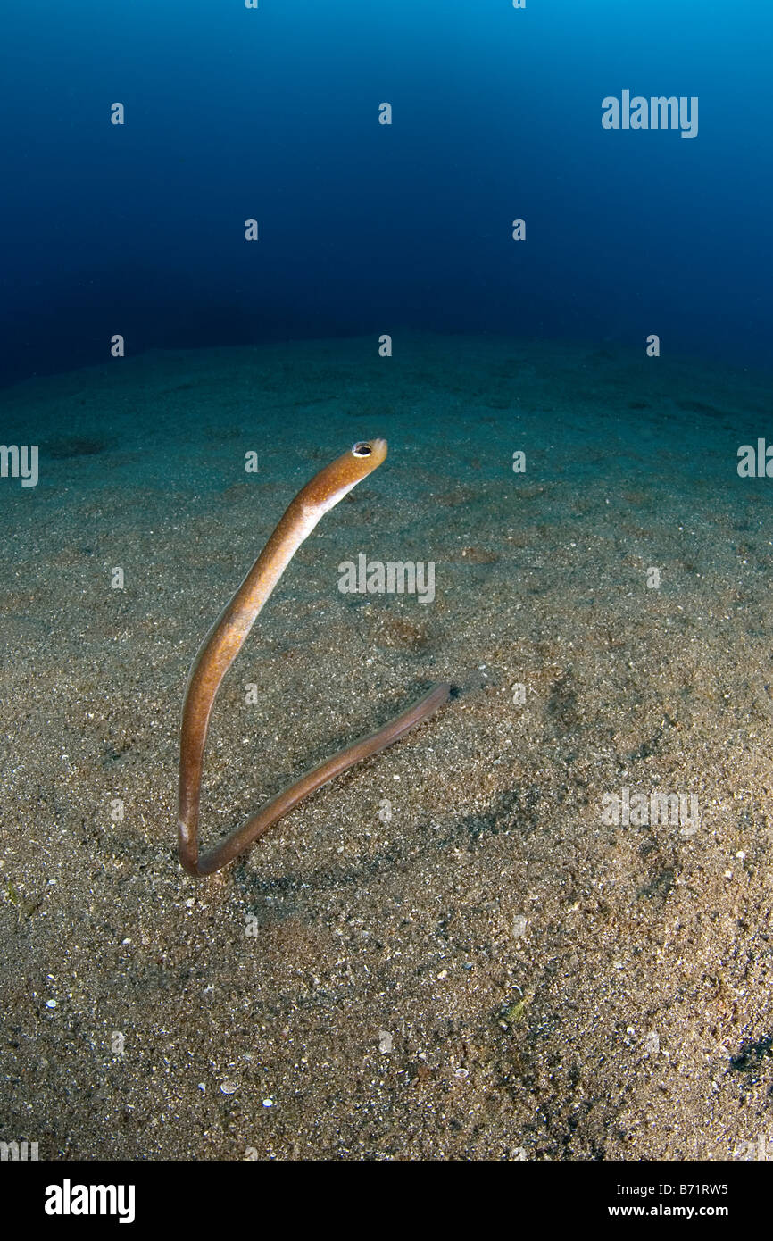 Las anguilas de jardín, Saint Kitts, mar Caribe, submarinismo, océanos, mares, bajo el agua, agua azul, agua clara, la vida marina, sea life Foto de stock